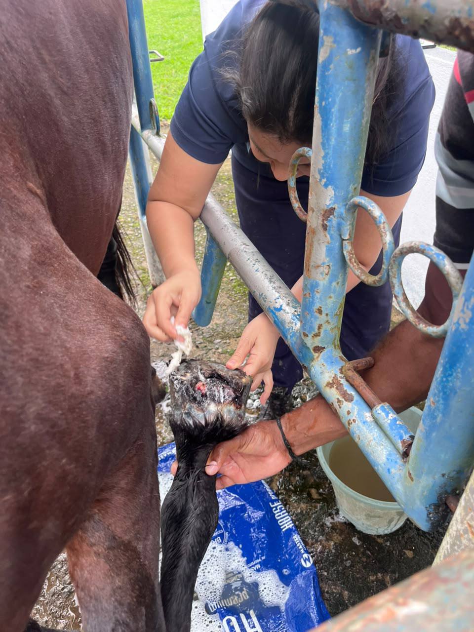 Cuidados veterinários com a região do casco de um cavalo