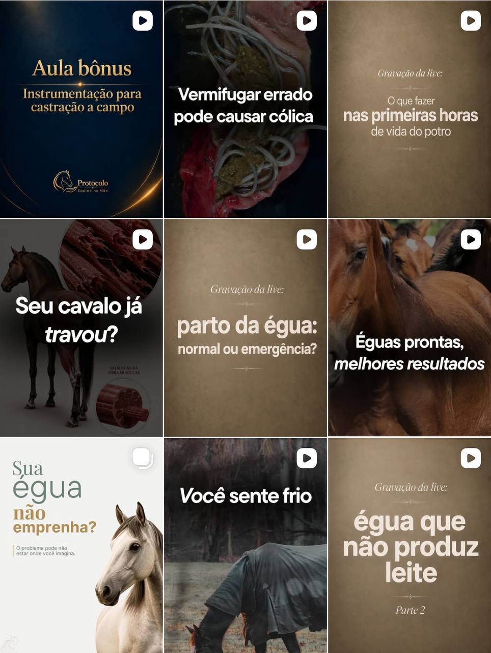 Mosaico de publicações de Lorrane Pacheco sobre cuidados veterinários com cavalos, éguas e potros