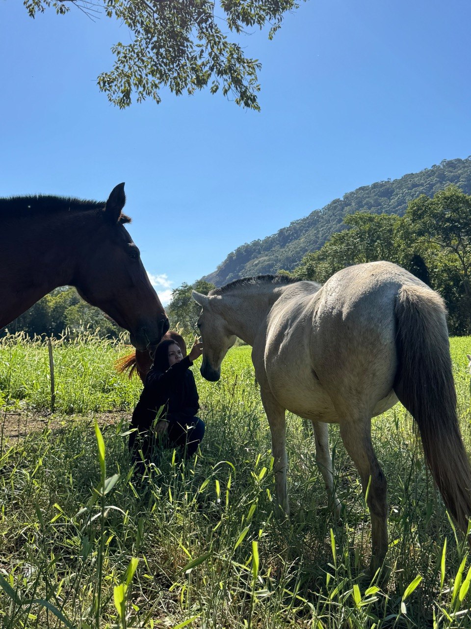 Fotografia real de égua e potro no pasto, com a médica veterinária