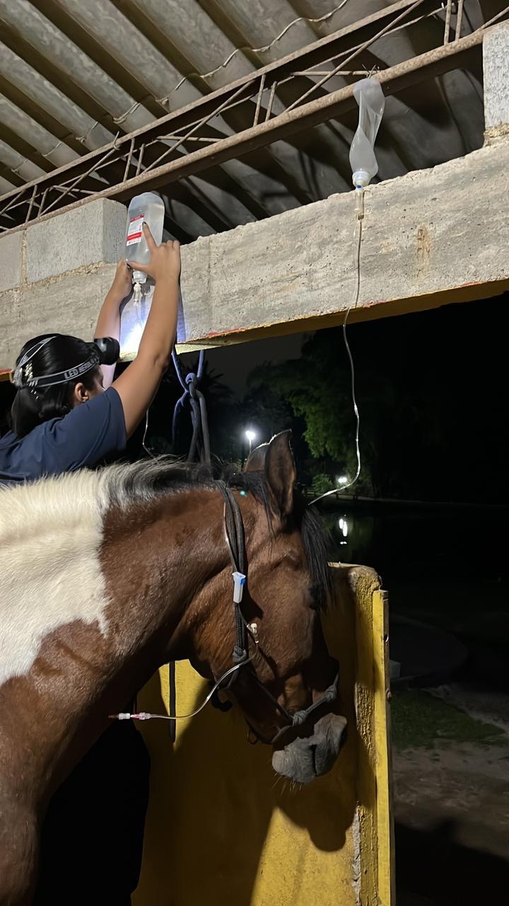 Atendimento veterinário noturno com fluidoterapia em cavalo