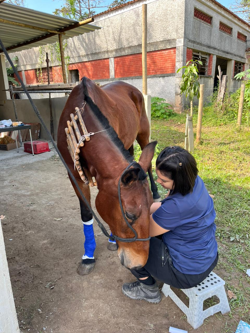 Lorrane atendendo um cavalo em uma propriedade